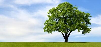 آغوش درخت (عکس)