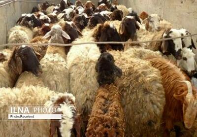 ۵۰ راس گوسفند بر اثر برخورد با مینی‌بوس در بابل تلف شد