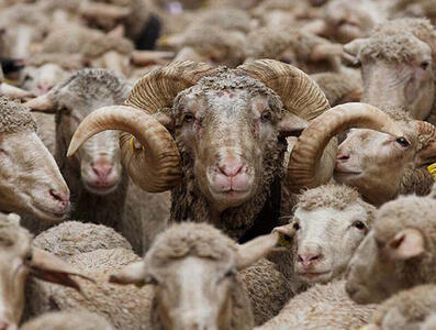۵۰ راس گوسفند بر اثر برخورد با مینی‌بوس در بابل تلف شد+فیلم