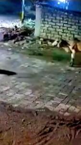 فیلم لحظه حمله شیرها به طعمه