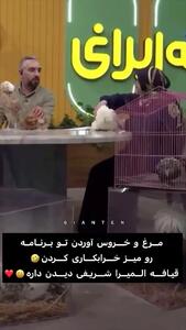 خرابکاری مرغ و خروس‌ها روی میز کار المیرا شریفی‌مقدم! + فیلم