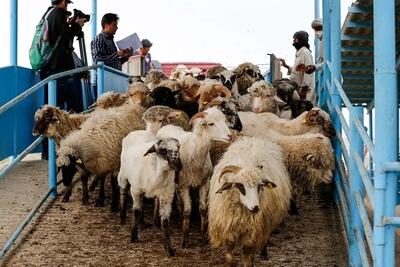 ۵۰ راس گوسفند بر اثر برخورد با مینی‌بوس در بابل تلف شد