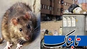 تهران در محاصره موش‌ها