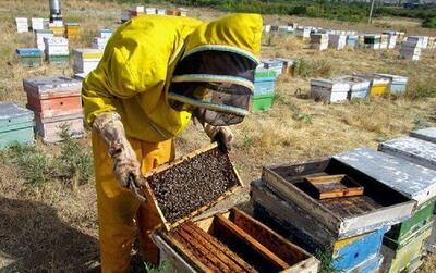 رکوردشکنی آذربایجان‌شرقی در تولید عسل