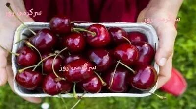 فوت کوزه گری درآوردن هسته آلبالو و گیلاس بدون خرابی | با این ترفند خیلی راحت هسته های گیلاس رو دربیار