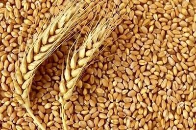 خرید تضمینی گندم از مرز ۲ میلیون تن عبور کرد