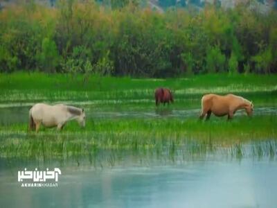 طبیعت دیدنی دشت شیمبار در خوزستان
