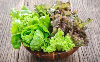 طرز شستن کاهو فرانسوی(+روش نگهداری صحیح)