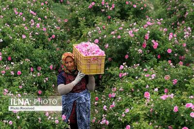 برداشت گل محمدی در 446 هکتار از گلستان‌های همدان