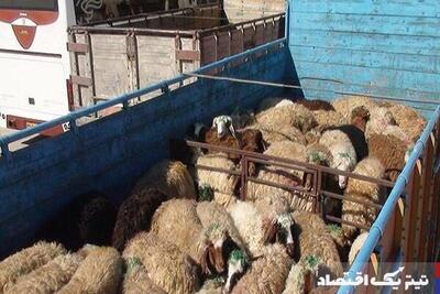 قیمت دام زنده امروز ۳۱ اردیبهشت ۱۴۰۴‌ + جدول