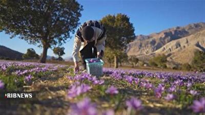 آغاز طرح هفته‌های ایرانی رسانه ملی از جنوب ایران