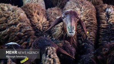 معدوم سازی ۸۳ راس گوسفند در آبیک