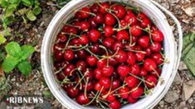 پیش‌بینی برداشت ۱۰ هزار تن گیلاس در خراسان شمالی