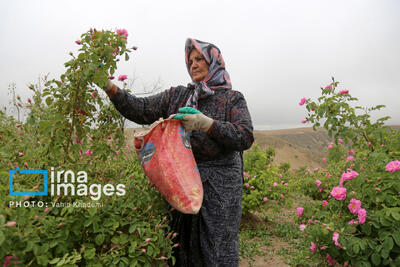 برداشت گل محمدی از باغات خراسان شمالی