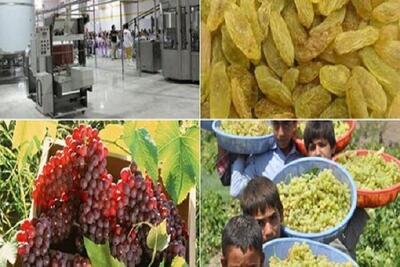باغبانی خراسان شمالی کمترین صنایع تبدیلی باغی را دارد/ ۴۷ درصد صنایع تبدیلی استان راکد و نیمه فعال است