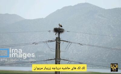فیلم| لک لک های حاشیه دریاچه زریبار