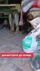فیلم محبت زیبای سگ به بچه گربه