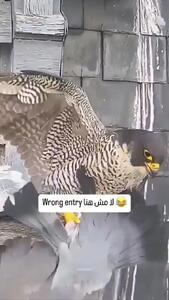 فیلم / کبوتر با پای خودش طعمه شاهین شد