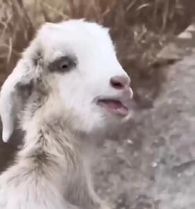 فیلم لحظه نجات بز کوهی