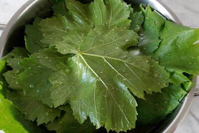 تاثیر عجیب برگ انگور بر بدن+ فیلم