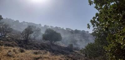 سالانه ۱۰ میلیون هکتار جنگل در سطح دنیا از دست می‌رود
