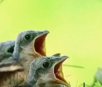 صحنه زیبا از غذا دادن پرنده به جوجه هاش