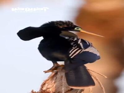 رفتارهای آنهینگای نر برای جلب توجه ماده