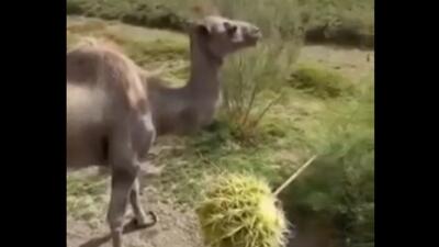 واکنش جالب شتر بعد از خوردن لیمو