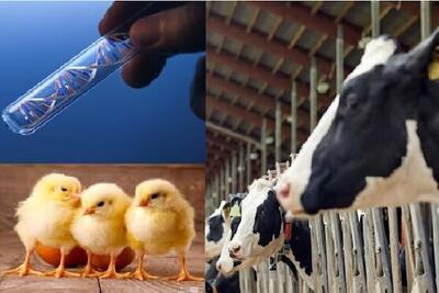 راه‌حل بومی برای چالش‌های تغذیه دام و طیور با کمک فناوری‌نانو