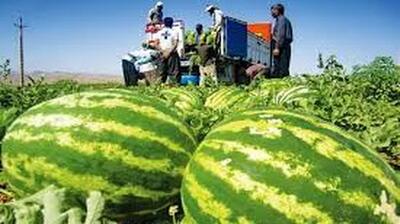۲۰ کامیون برای جابه‌جایی محصول هندوانه کشاورزان