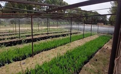 وجود ۱۴ نهالستان مجوزدار در چهارمحال و بختیاری