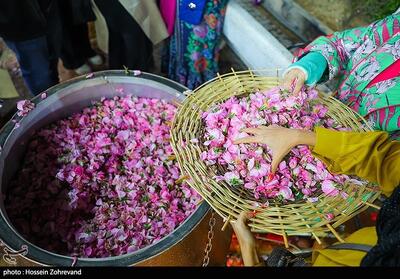 برگزاری جشنواره گلاب در شهرستان تاریخی سلطانیه - تسنیم