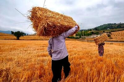 خبر خوش دولت برای گندمکاران