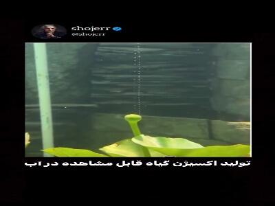 تولید اکسیژن قابل مشاهده توسط نیلوفر آبی در آب