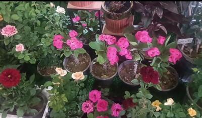 برگزاری چهارمین جشنواره گل و گلاب شهابیه خمین