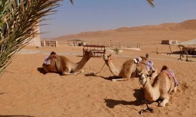 استراحت شتر در کنار ساربانش