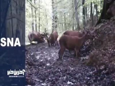 گله مرال‌ها در جنگل‌های هیرکانی گیلان