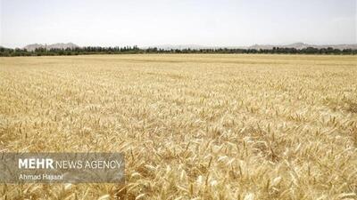 طرح جهش تولید در سطح ۸۵ هزار هکتار از اراضی ایلام اجرا شد