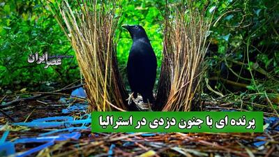 جنگل‌های استرالیا میزبان دزدان زیرک: پرندگان کریچ‌ساز و خانه‌های دزدی‌شان (فیلم)
