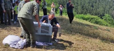 رهاسازی عقاب عظیم‌الجثه طلایی در گلستان + ویدئو