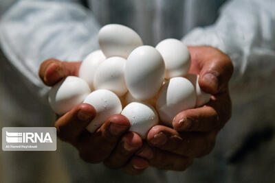 قیمت هر کیلو تخم مرغ درب مرغداری‌ ۶۱ هزار تومان شد