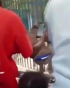 فیلم حمله برق آسای شیر به مرد کنجکاو