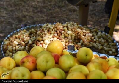 جشنواره توت هوراند؛ طعمی تازه در گردشگری محلی - تسنیم