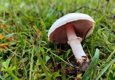 مسمومیت ۱۸۰ نفر بر اثر مصرف قارچ‌های سمی