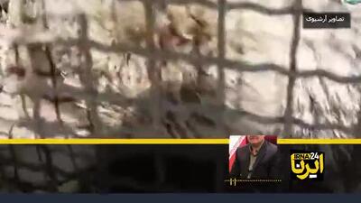 خرس گمشده، خطرناک نیست اما در خطر است