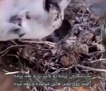 داستان تلخ و واقعی مرگ این پرنده را ببینید + فیلم