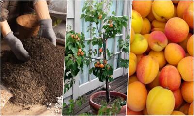 آموزش نگهداری و زمان کاشت هسته زردآلو