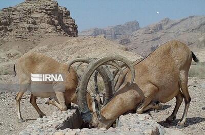 طبیعت خراسان‌شمالی در محاصره خشکسالی؛ وحوش تشنه‌اند