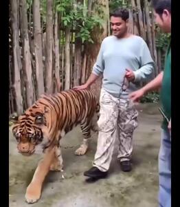 حمله ببر به یک توریست هندی در باغ وحش Tiger Kingdom تایلند /ویدیو