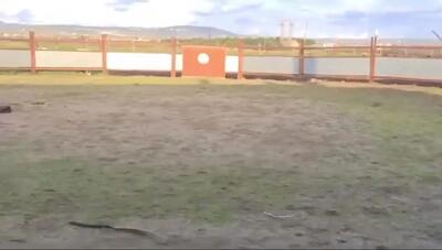فیلم لحظه وحشتناک رم کردن اسب در تمرین گاوبازی